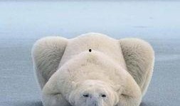 娱乐吃瓜酱北极熊,吃瓜酱视角下的极地风情