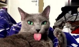 娱乐吃瓜酱猫咪头套,揭秘“吃瓜酱”猫咪的趣味生活