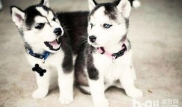 娱乐吃瓜酱哈士奇不拆家,娱乐吃瓜酱带你揭秘狗狗的神奇魅力