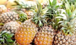 娱乐吃瓜小菠萝视频大全,盘点热门视频大全