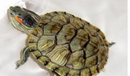 娱乐吃瓜酱小乌龟