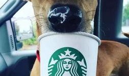 娱乐吃瓜酱狗狗领冰淇淋,娱乐吃瓜酱带你领略萌宠甜蜜瞬间