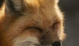 娱乐吃瓜酱狐狸,揭秘娱乐圈背后的那些事儿