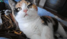 娱乐吃瓜酱三花猫的魅力,娱乐吃瓜酱的喵星人风采