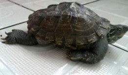 娱乐吃瓜酱小乌龟