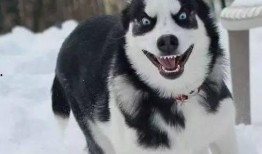 娱乐吃瓜酱哈士奇不拆家,娱乐吃瓜酱带你揭秘狗狗的神奇魅力