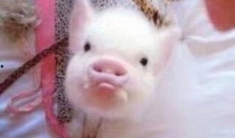 娱乐吃瓜酱肥猪猪,肥猪猪的趣味人生揭秘