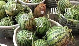 吃瓜娱乐图片大全,揭秘娱乐圈那些搞笑瞬间