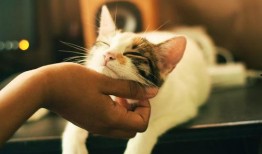 娱乐吃瓜猫捉鸟百度云,猫捉鸟事件全网热议，百度云揭秘幕后真相