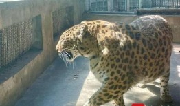 攀枝花动物园娱乐吃瓜酱,娱乐吃瓜酱带你探秘动物乐园