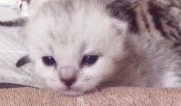 娱乐吃瓜酱猫妈妈视频下载,揭秘萌宠日常