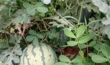 六月娱乐吃瓜季,年度吃瓜季大揭秘