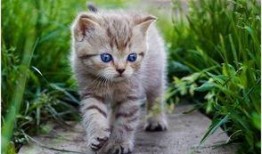 娱乐吃瓜酱旅馆猫咪,揭秘娱乐吃瓜酱旅馆的喵星人生活