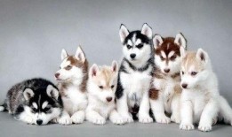 要哈士奇大腚娱乐吃瓜酱,吃瓜酱带你领略萌宠界的欢乐盛宴